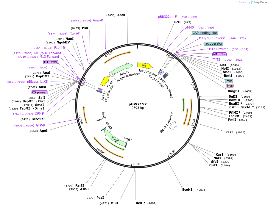 255969-plasmid-map-sequence-id-511469