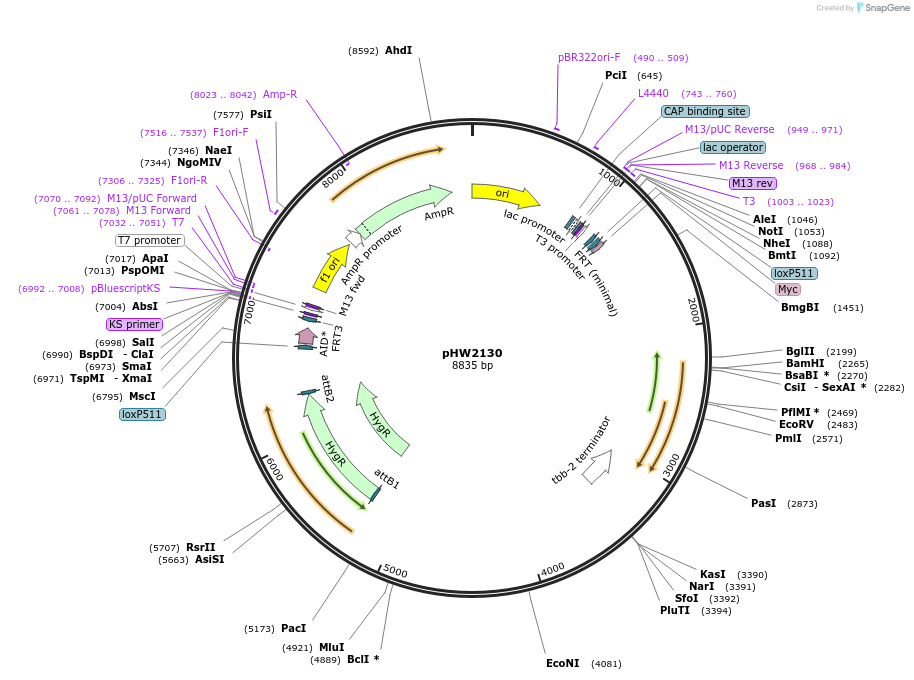 255968-plasmid-map-sequence-id-511470