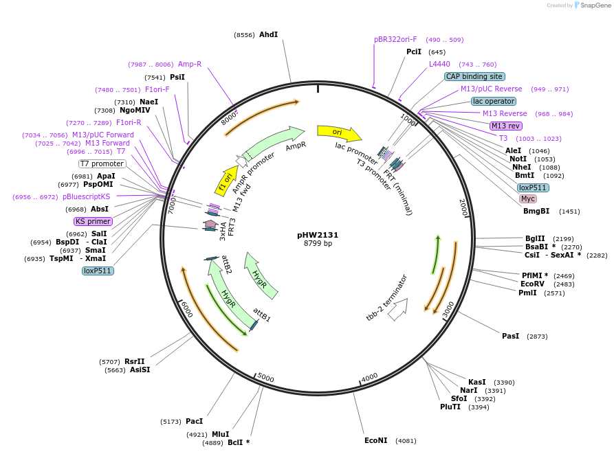 255970-plasmid-map-sequence-id-511471