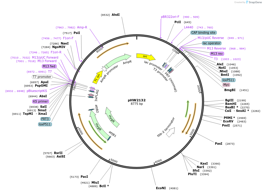 255971-plasmid-map-sequence-id-511472