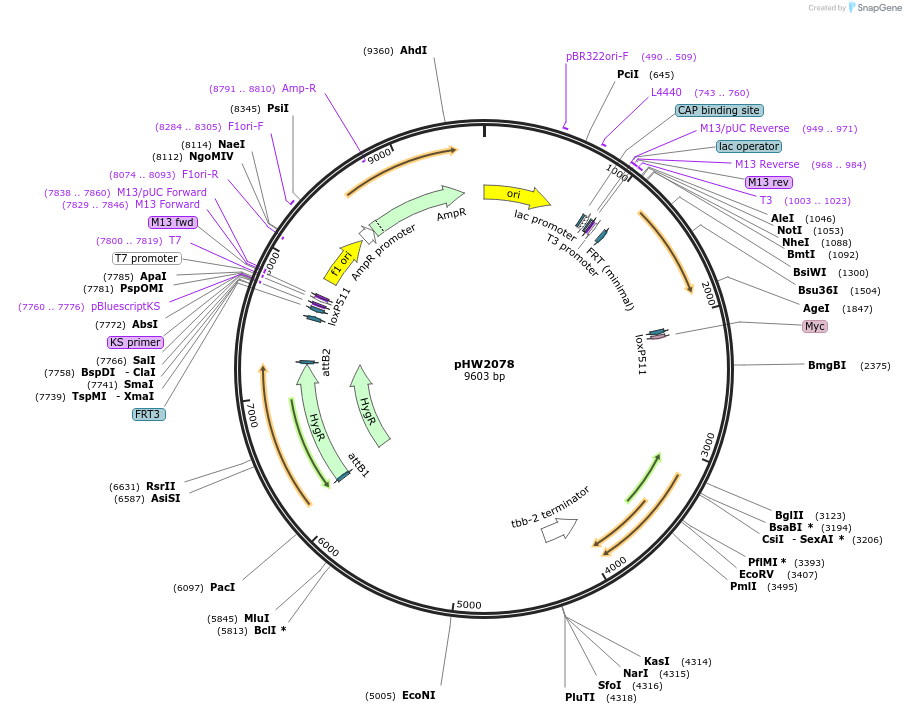 255943-plasmid-map-sequence-id-511473