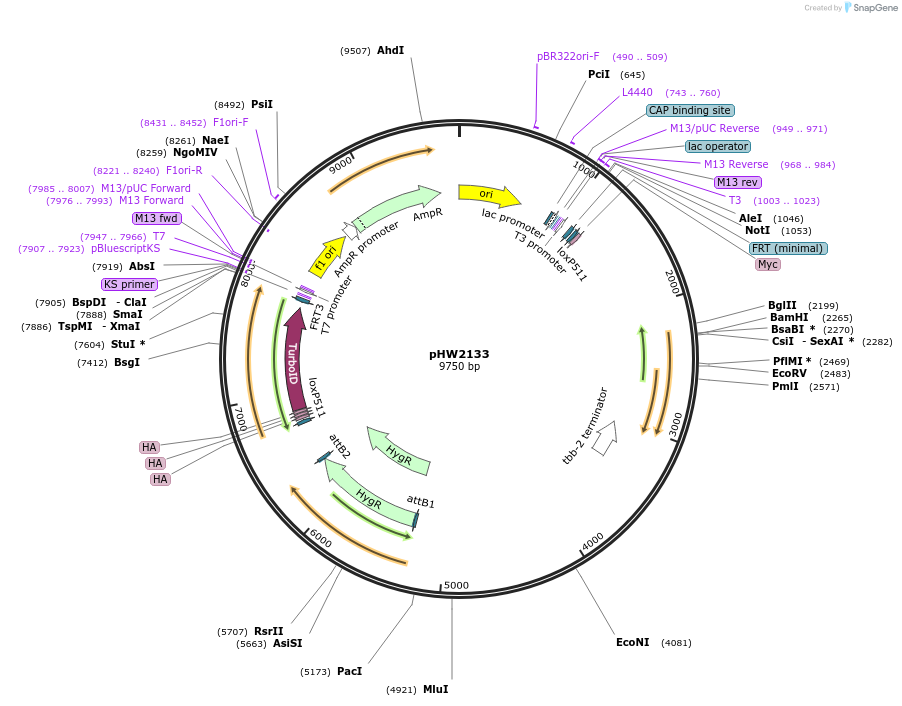 255972-plasmid-map-sequence-id-511475