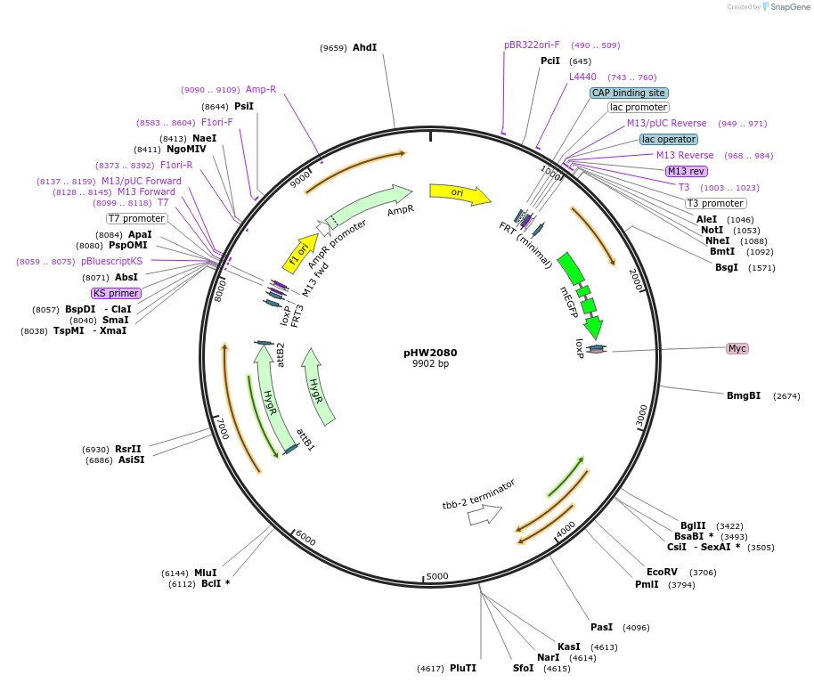 255945-plasmid-map-sequence-id-511476
