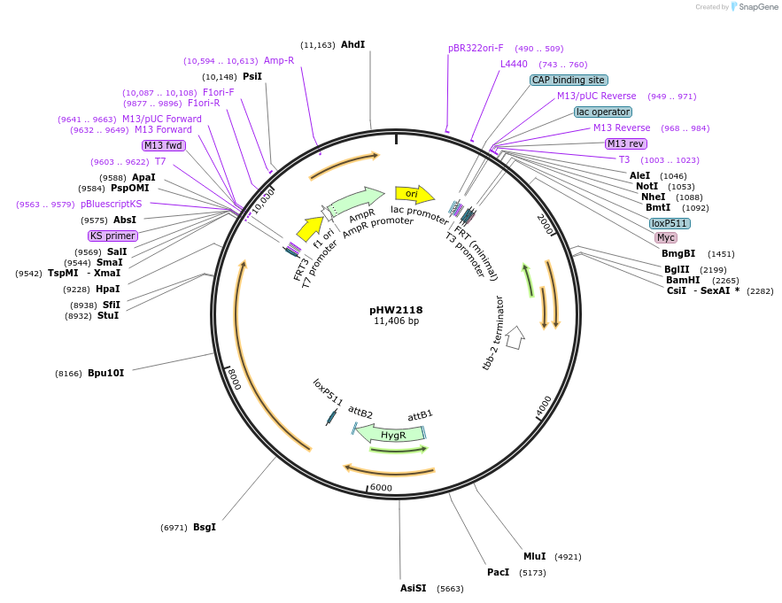 255958-plasmid-map-sequence-id-511477