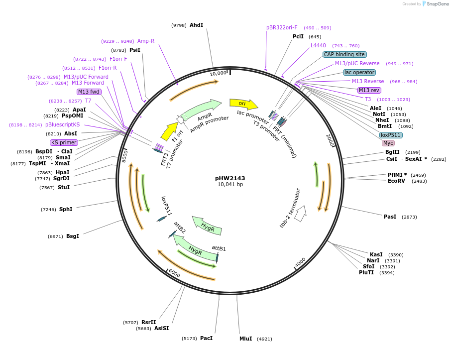 255959-plasmid-map-sequence-id-511478