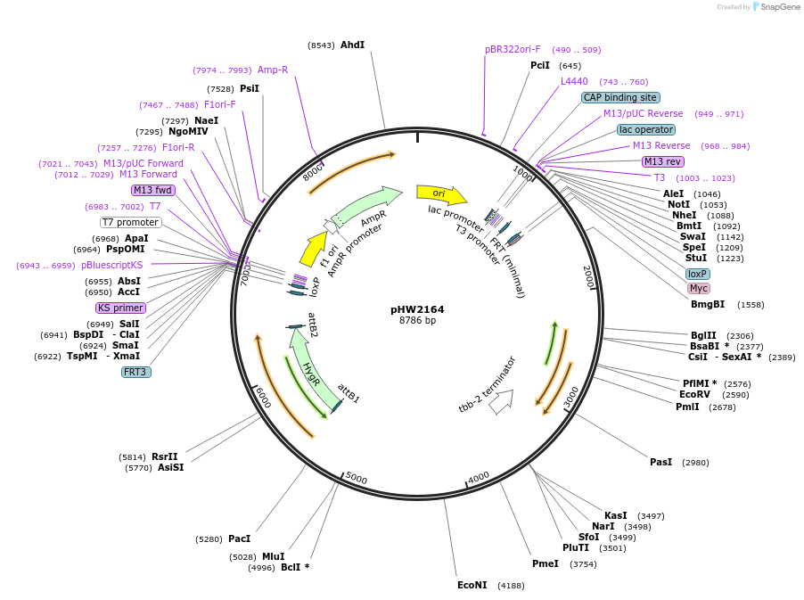 255975-plasmid-map-sequence-id-511479