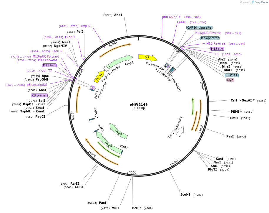 255974-plasmid-map-sequence-id-511480