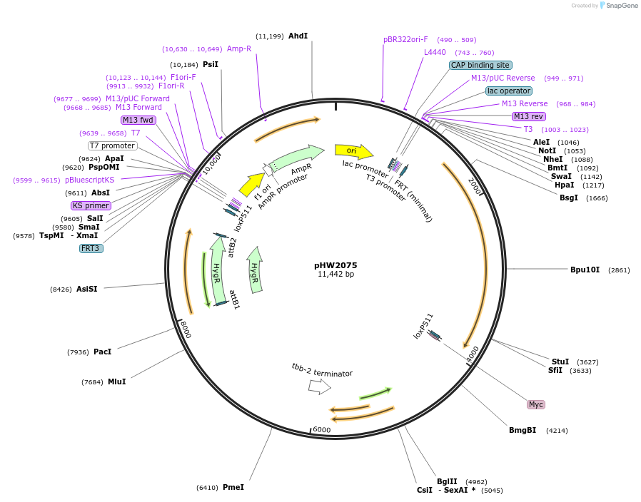 255937-plasmid-map-sequence-id-511482