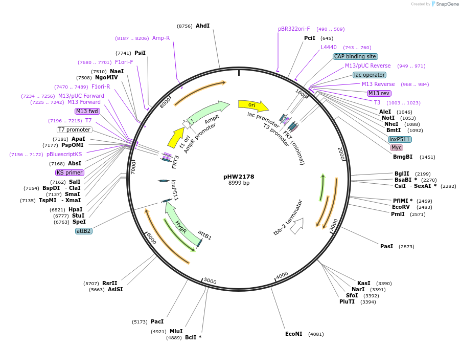 255986-plasmid-map-sequence-id-511483