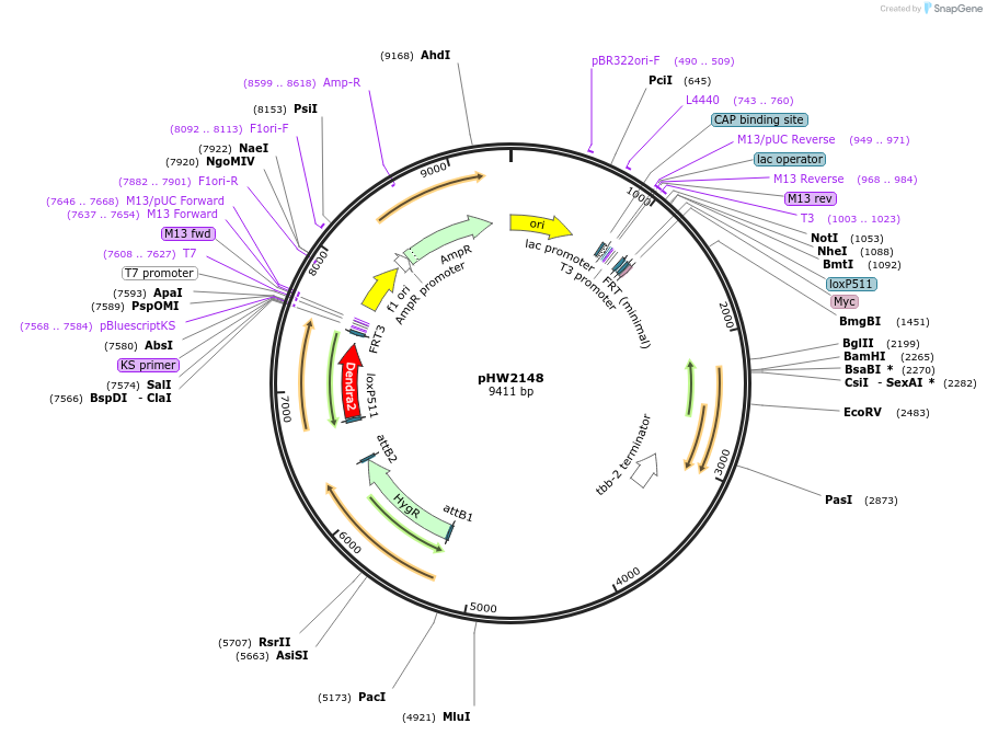 255973-plasmid-map-sequence-id-511484