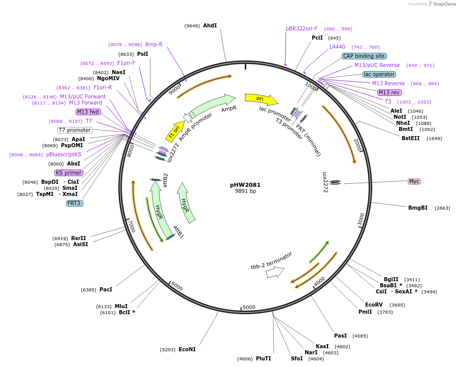 255946-plasmid-map-sequence-id-511485