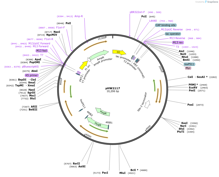 255957-plasmid-map-sequence-id-511486