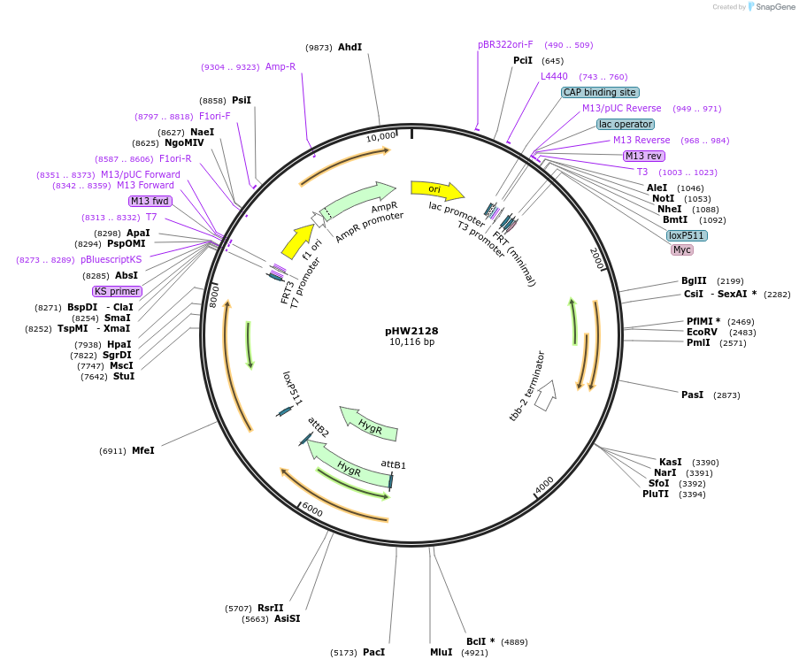 255955-plasmid-map-sequence-id-511487