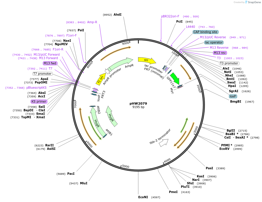255944-plasmid-map-sequence-id-511488