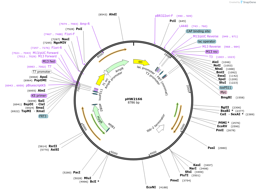 255977-plasmid-map-sequence-id-511489