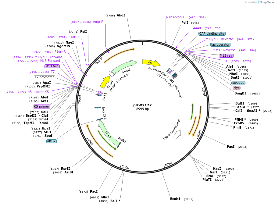 255985-plasmid-map-sequence-id-511490