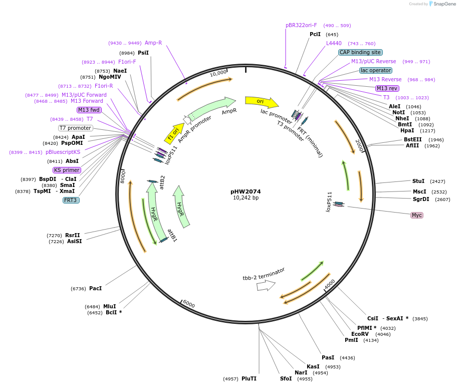 255936-plasmid-map-sequence-id-511491
