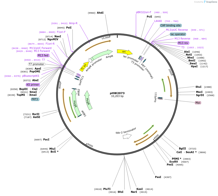 255935-plasmid-map-sequence-id-511492