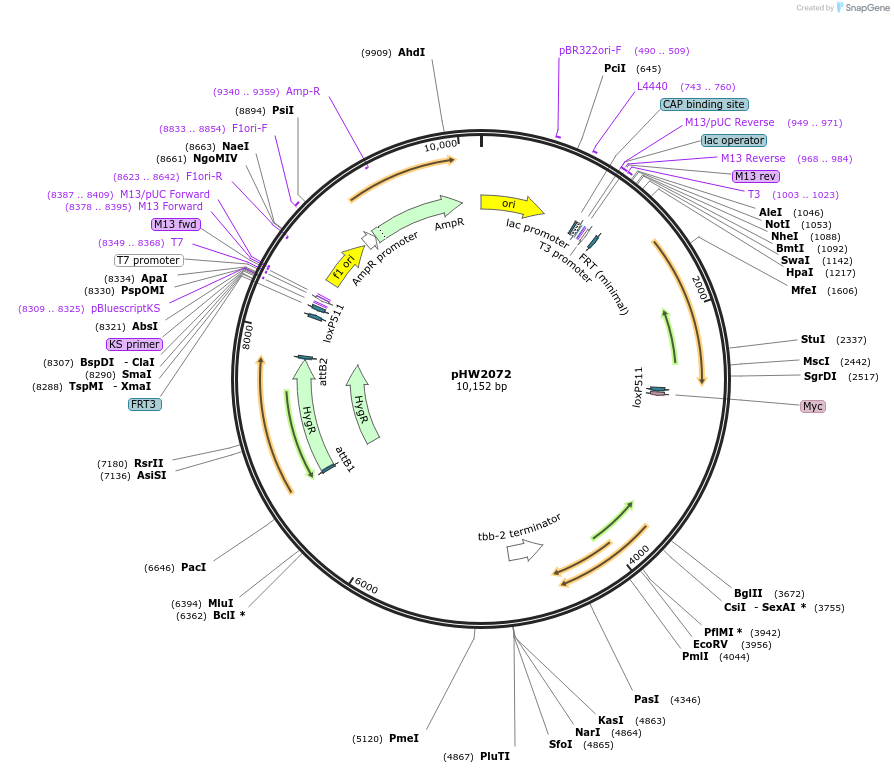 255934-plasmid-map-sequence-id-511494
