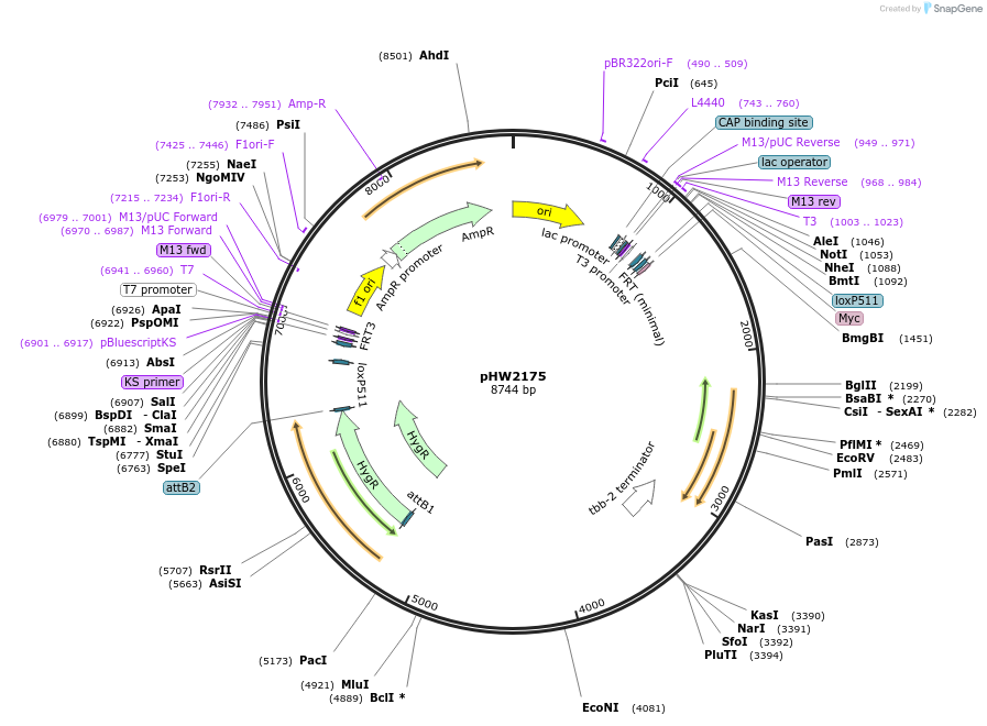 255983-plasmid-map-sequence-id-511495