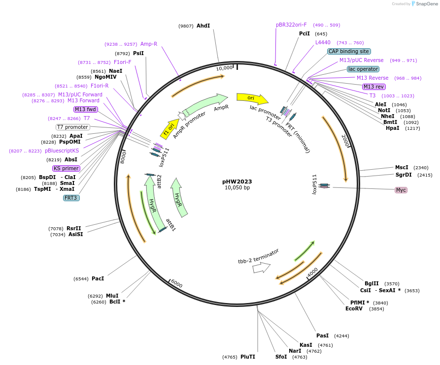 255933-plasmid-map-sequence-id-511496