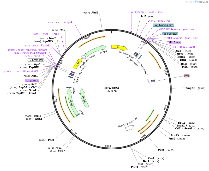 255939-plasmid-map-sequence-id-511497
