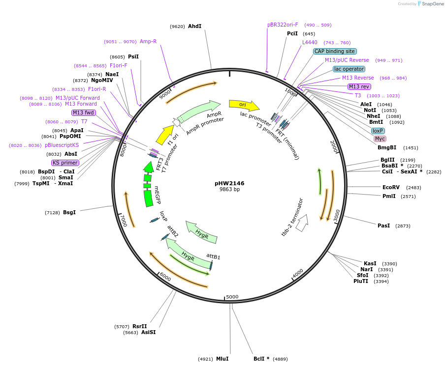 255966-plasmid-map-sequence-id-511498