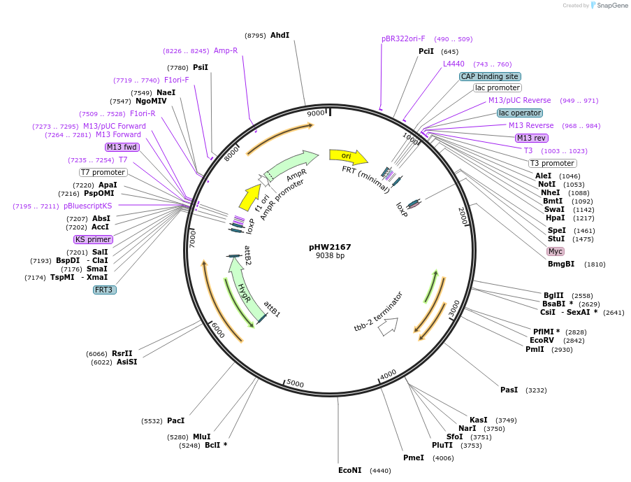 255978-plasmid-map-sequence-id-511499