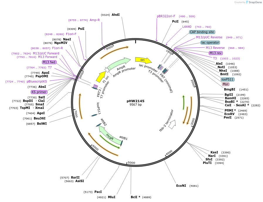 255964-plasmid-map-sequence-id-511500