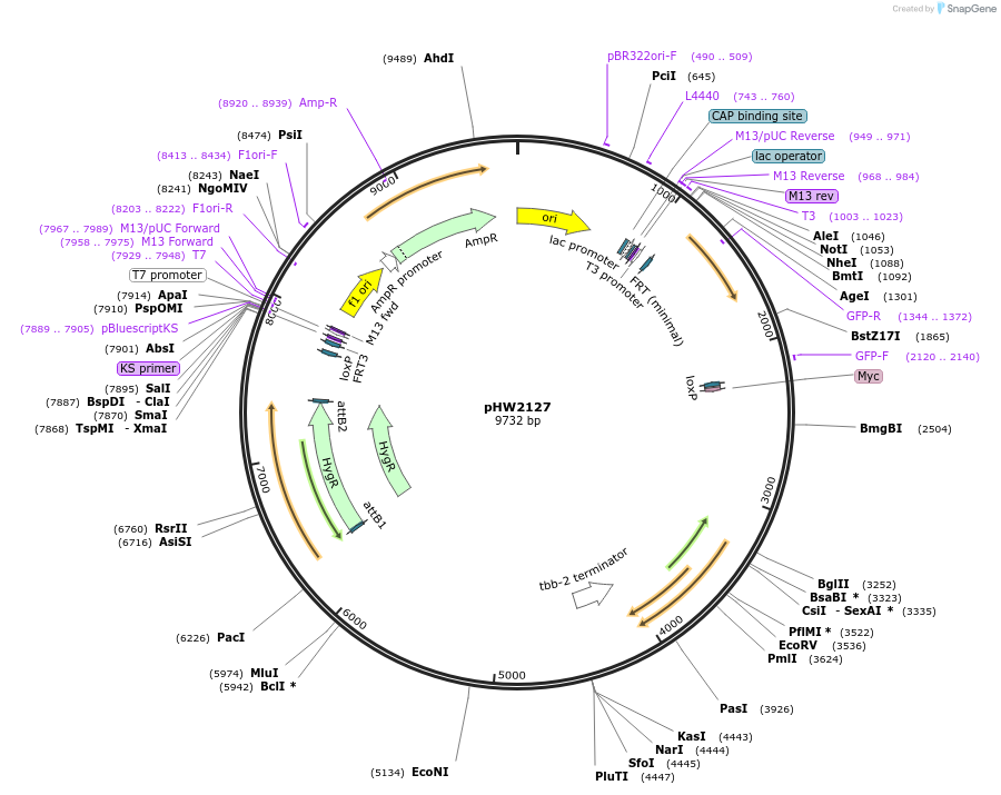 255948-plasmid-map-sequence-id-511501