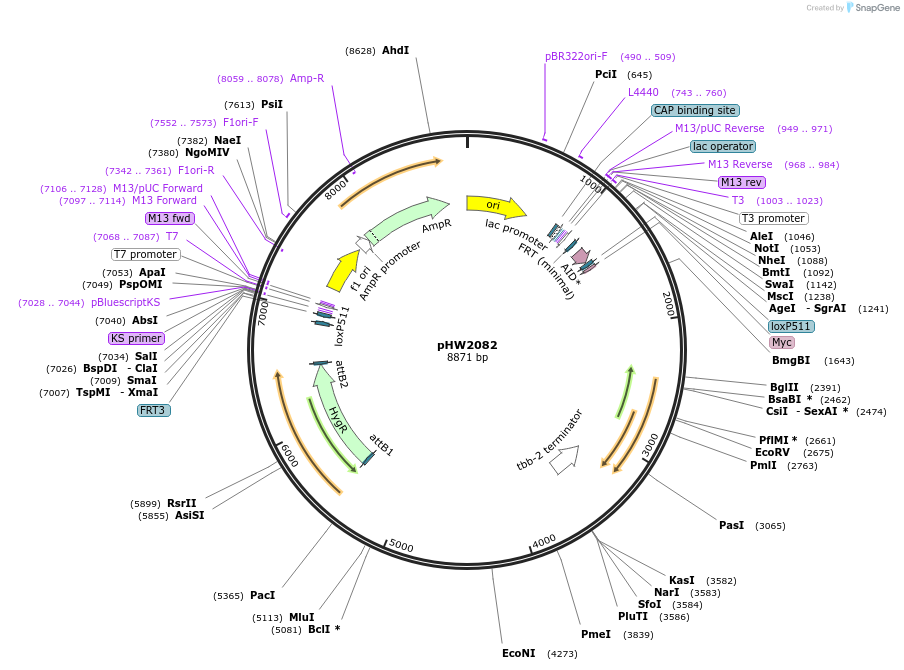 255947-plasmid-map-sequence-id-511502