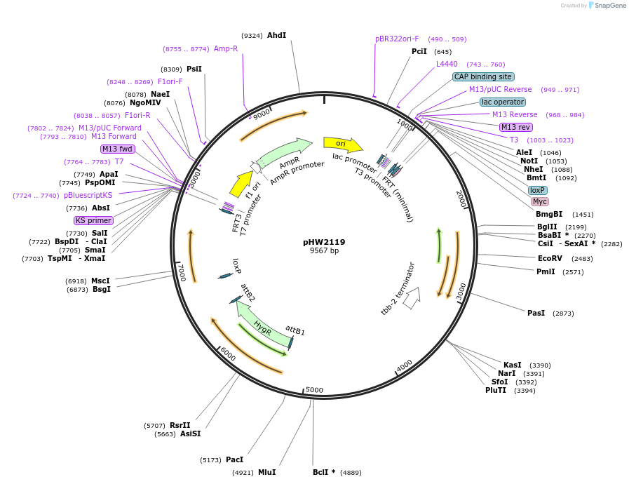 255960-plasmid-map-sequence-id-511503