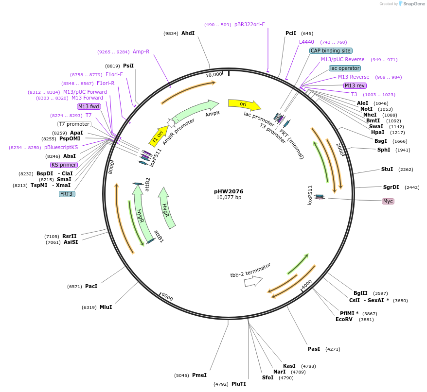 255938-plasmid-map-sequence-id-511505
