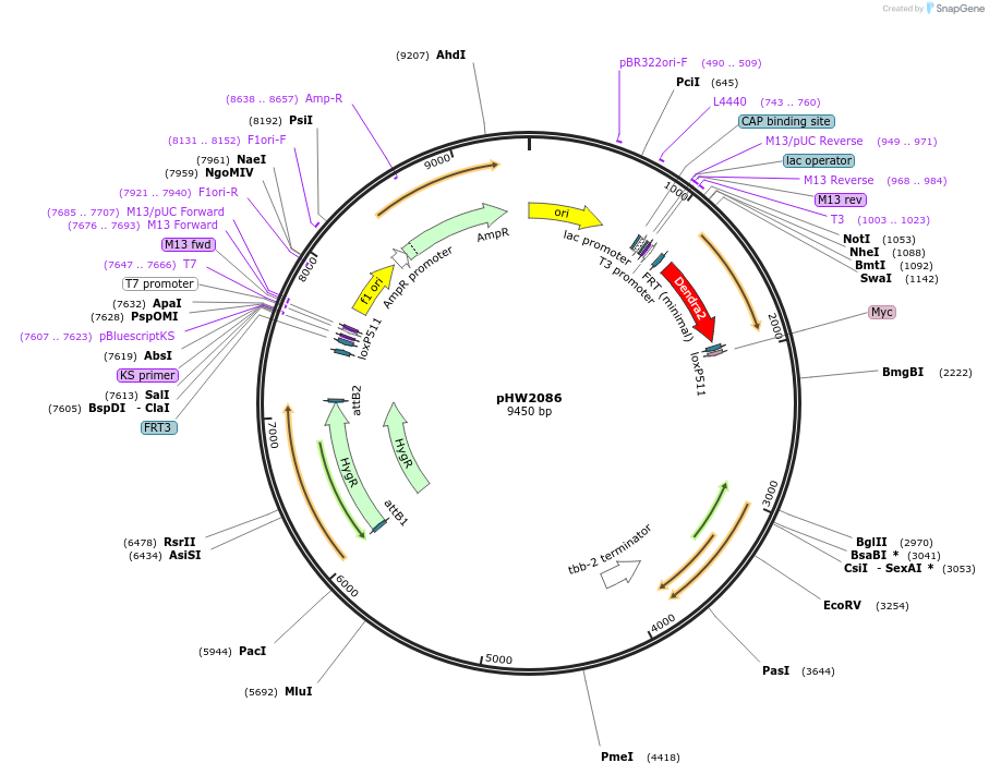 255952-plasmid-map-sequence-id-511506