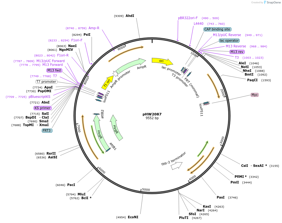 255953-plasmid-map-sequence-id-511507