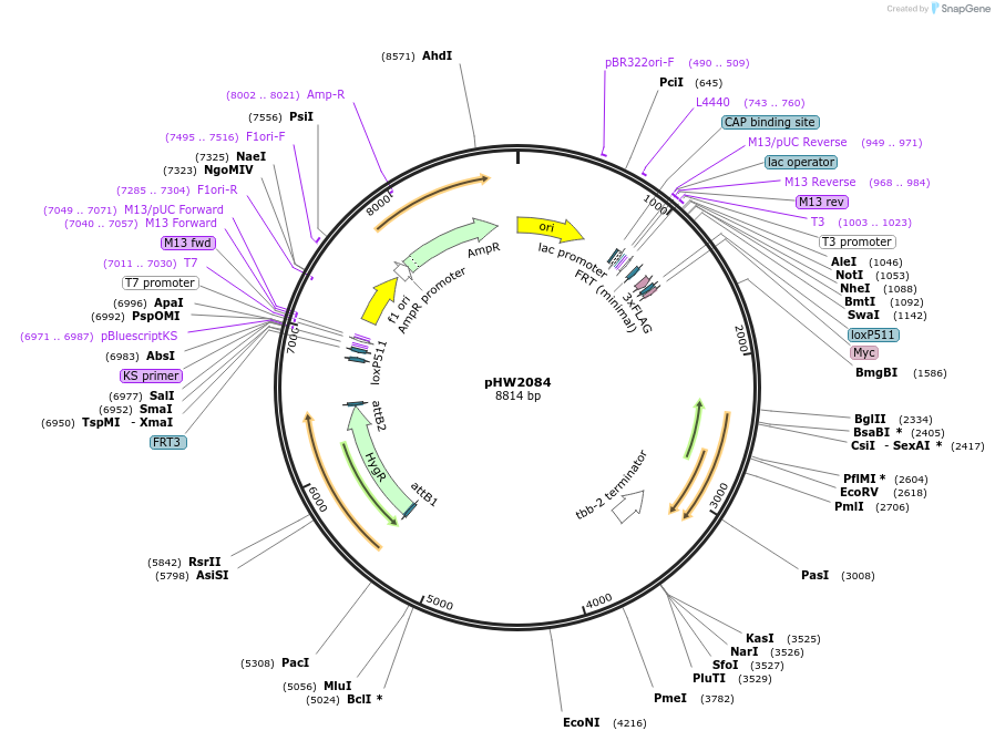255950-plasmid-map-sequence-id-511508