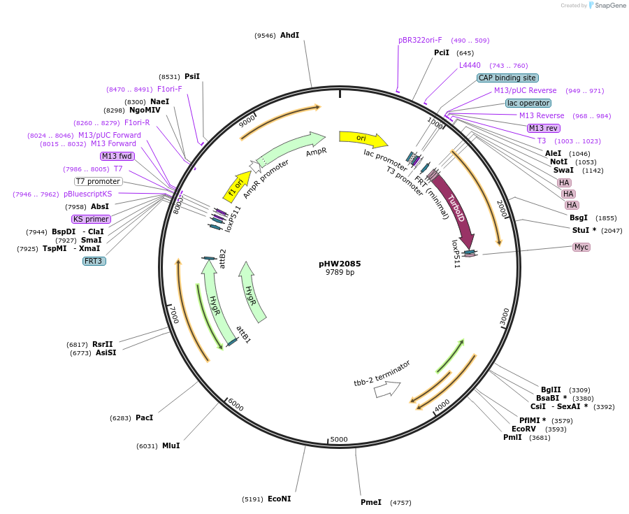 255951-plasmid-map-sequence-id-511509