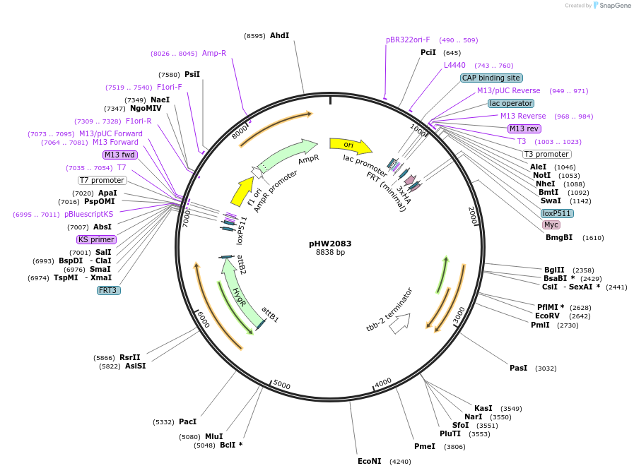 255949-plasmid-map-sequence-id-511510