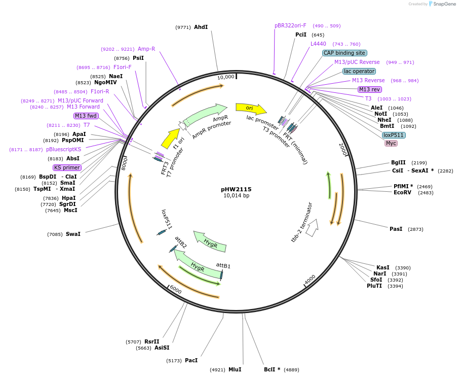 255954-plasmid-map-sequence-id-511511