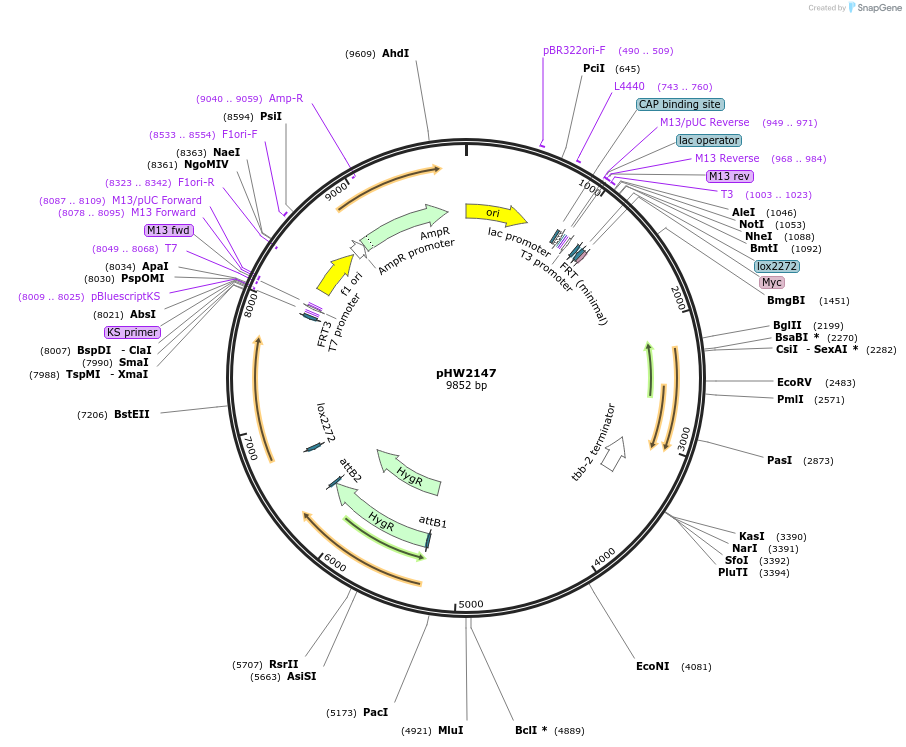 255967-plasmid-map-sequence-id-511512