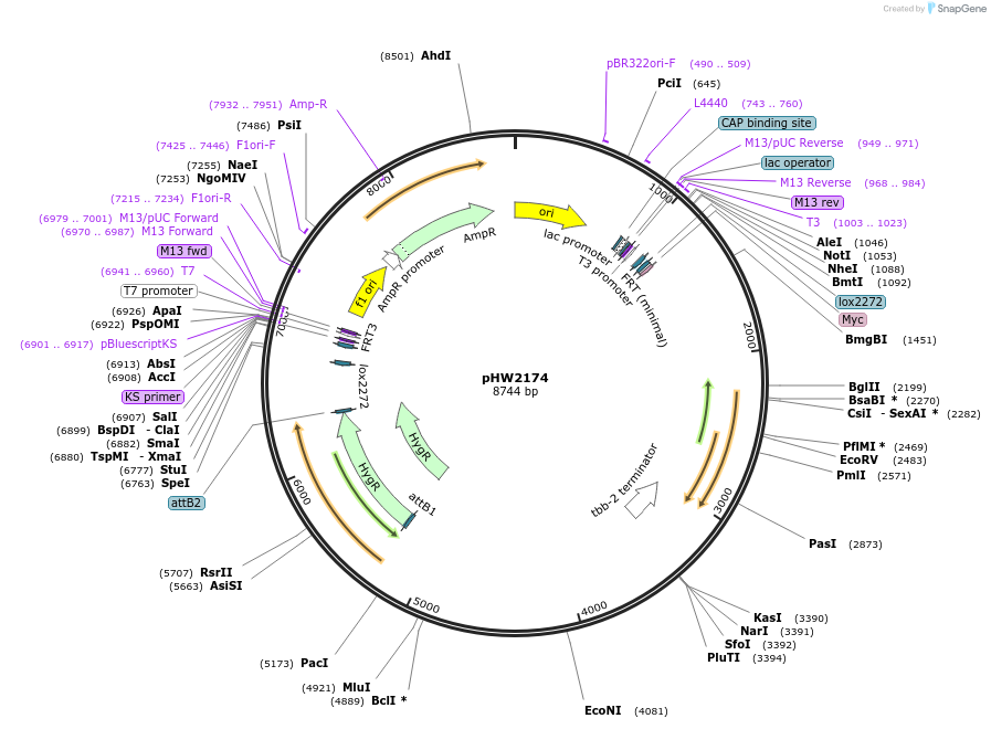 255982-plasmid-map-sequence-id-511513