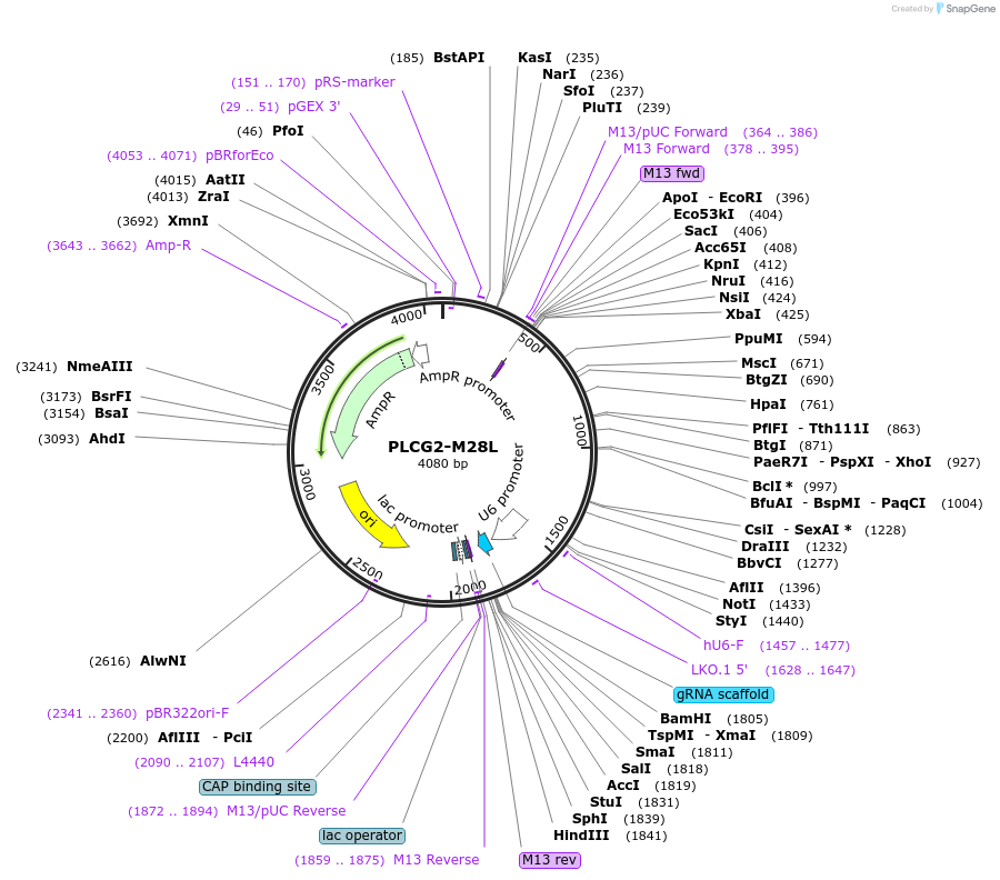 254917-plasmid-map-sequence-id-511517