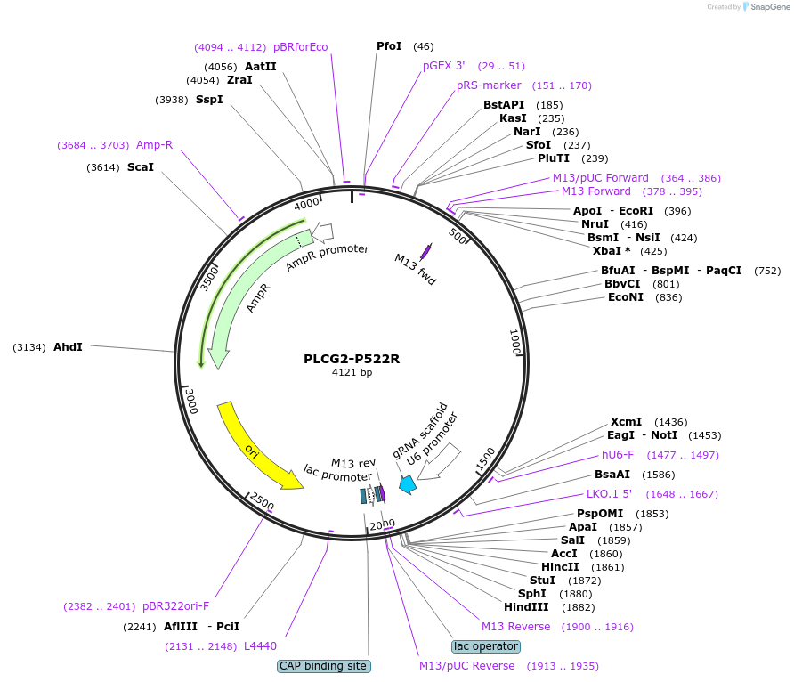 254918-plasmid-map-sequence-id-511518
