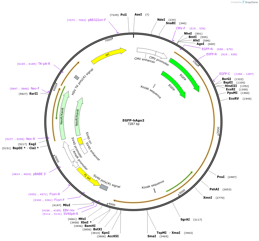 21981-plasmid-map-sequence-id-511519