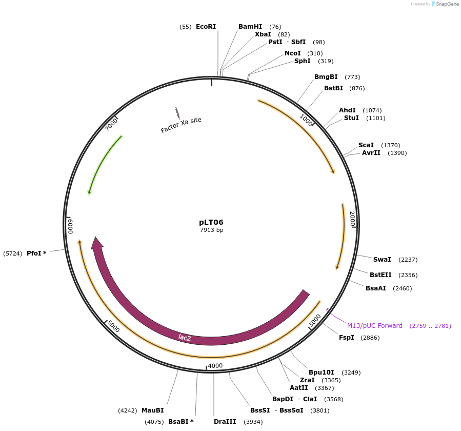 255019-plasmid-map-sequence-id-511528