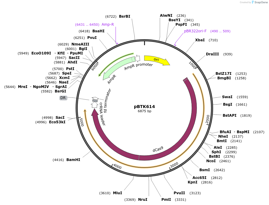 110608-plasmid-map-sequence-id-511533