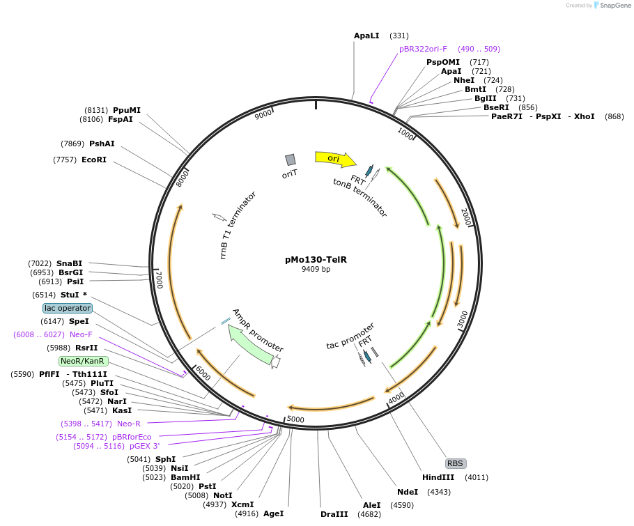 50799-plasmid-map-sequence-id-511602