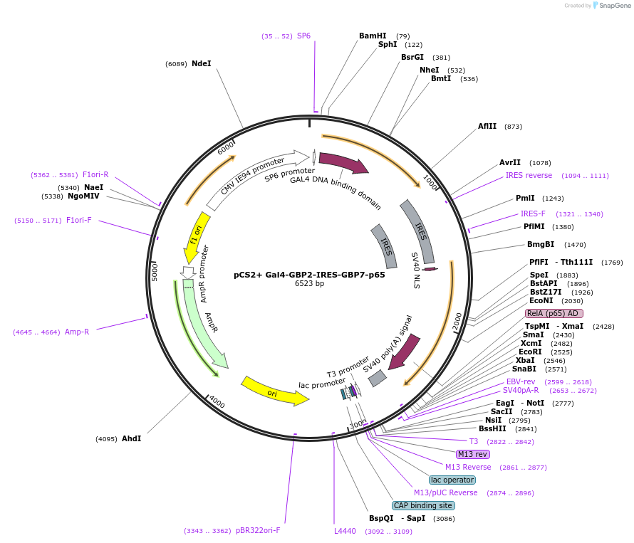 50020-plasmid-map-sequence-id-511611