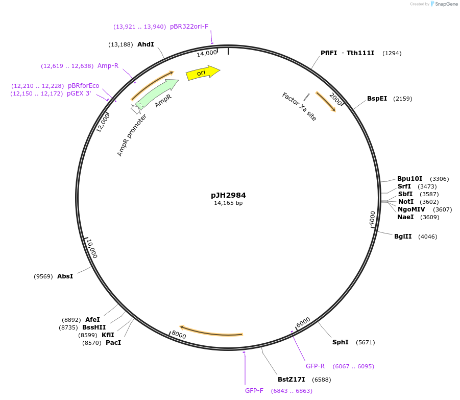 253820-plasmid-map-sequence-id-511612