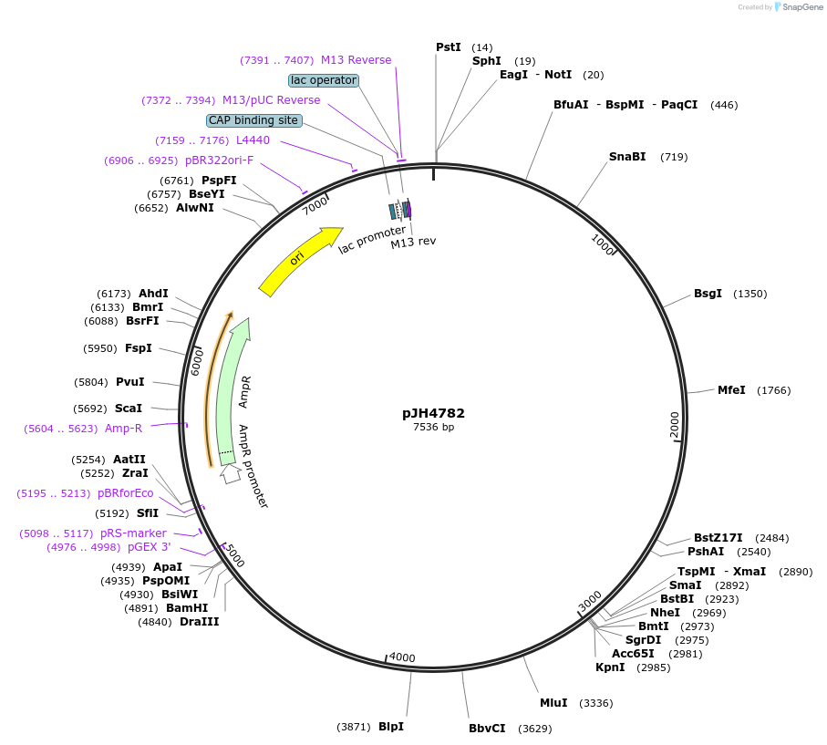 253828-plasmid-map-sequence-id-511613